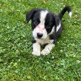 Indy - Brindle and white female Cardigan Welsh Corgi puppy in Clio, Michigan from Old Oak Cardigans