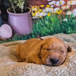 Brown - Dark golden male Golden Retriever puppy in Taft, Tennessee from McGraw's Fetching Pups