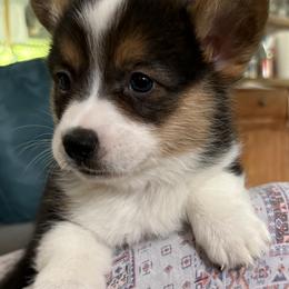 Tri female - Black and tan female Pembroke Welsh Corgi puppy in Mountain View, Hawaii from Celtic Corgis