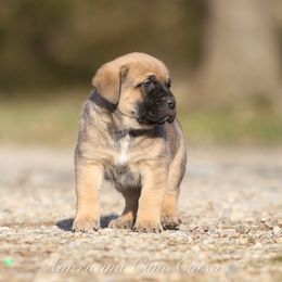 Cato - Fawn male Cane Corso puppy in Cable, Ohio from Americana Cane Corso
