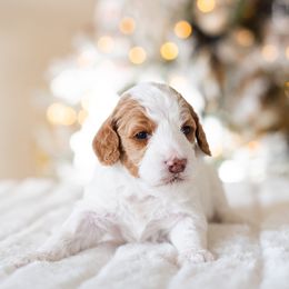 Poodle Puppies from Sweet Honey Moyen Poodles