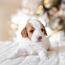 Poodle Puppies from Sweet Honey Moyen Poodles