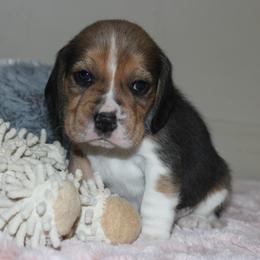 Wilna - Black tan and white female Beagle puppy in Morrill, Kansas from Kelle Beagles