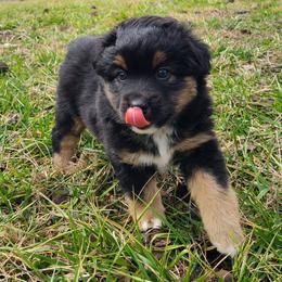 Buster Brown - Black tri male Miniature Australian Shepherd puppy in Laconia, Indiana from Beasley Acres Aussies