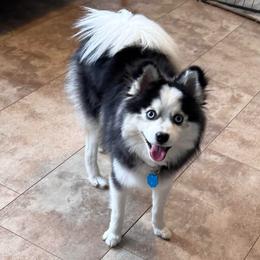 Stetson - Pomsky