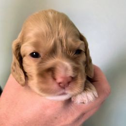 Cherry - Red female Cocker Spaniel puppy in Bayfield, Colorado from Lucky Doodle Creations