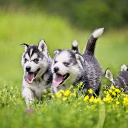 Pomsky and Siberian Husky Puppies from Kristie’s Husky Haven