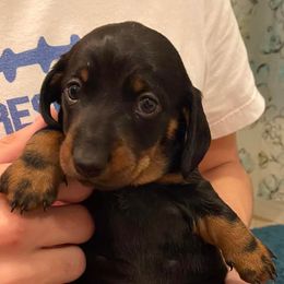 Dachshunds from Bloomingtails Doxies