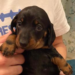 Dachshunds from Bloomingtails Doxies