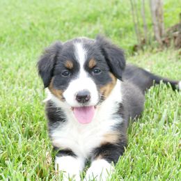 Girl 1 - Annie - Tri-colored female English Shepherd puppy in California, Missouri from Oerly's English Shepherds