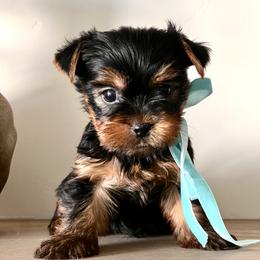 Blue Boy - Black and gold male Yorkshire Terrier puppy in Meridian, Idaho from Doodles of Idaho