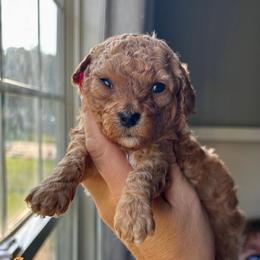 Pumpkin - Red  female Goldendoodle puppy in Gastonia, North Carolina from Crowders Creek Doodles