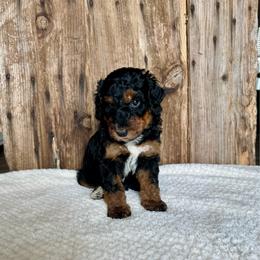 Tara - Phantom female Bernedoodle puppy in Savannah, Missouri from Rose Creek Mini Aussies and doodles