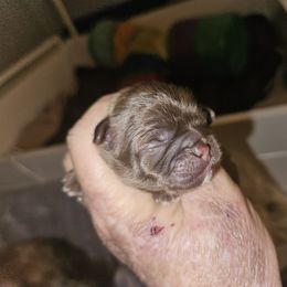 Tawny - Chocolate and tan female Shih Tzu puppy in Cook County, Illinois from My Tzu Crew