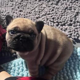 Zuma - Fawn female French Bulldog puppy in Ashland, Ohio from HazyDayFrenchies