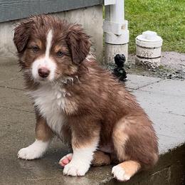 Melton - Red tri-color male Australian Shepherd puppy in Sedro Woolley, Washington from CTR Farmstead