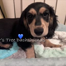 Magnum aka Big MAC - Black and tan male Dachshund puppy in Shelton, Connecticut from Piper’s Tree Dachshunds