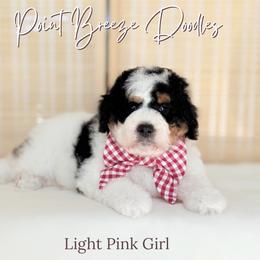 Light Pink Girl - Tri-color female Bernedoodle puppy in Rochester, New York from Point Breeze Doodles, LLC