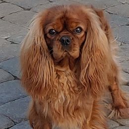 Guinness - Cavalier King Charles Spaniel