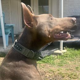 Dachshunds and Doberman Pinschers from Texas Mini Dachshunds & Dobermans