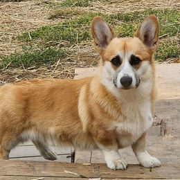Broly - Pembroke Welsh Corgi
