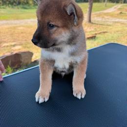 Jenga - Red sesame male Shikoku Ken puppy in Charleston, West Virginia from Kiseki No Yama