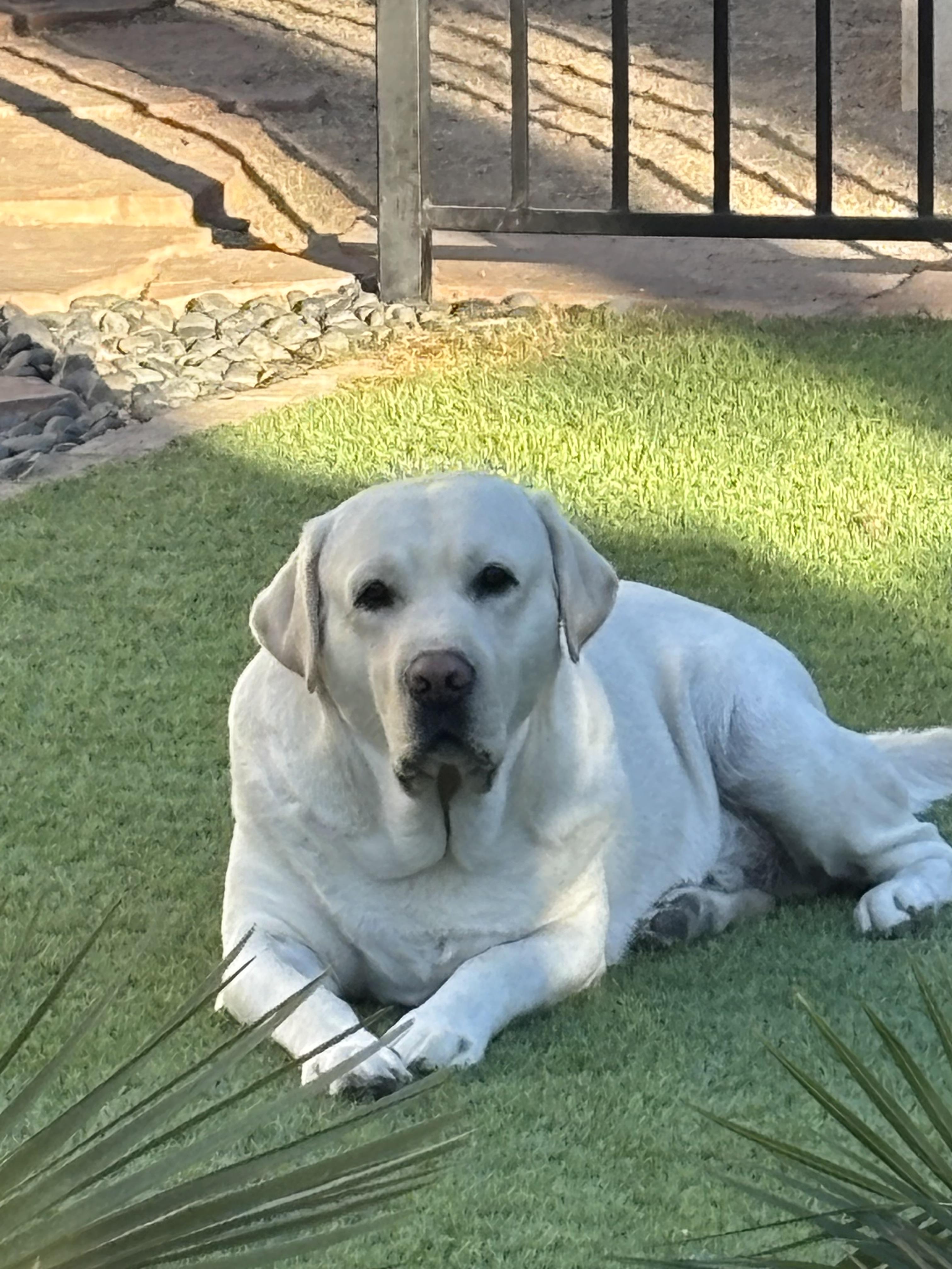Bodhi