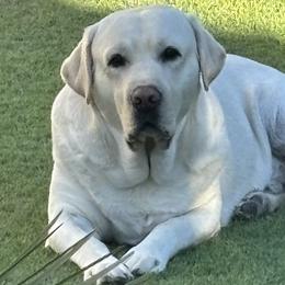 Bodhi - Labrador Retriever