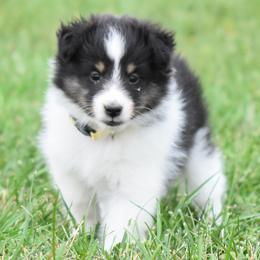 Praline - Black white and tan female Shetland Sheepdog puppy in Wolcott, Indiana from Southside Shelties