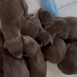 Boy 2 - Red and rust male Doberman Pinscher puppy in Moreno Valley, California from Corgi Dobie Co.