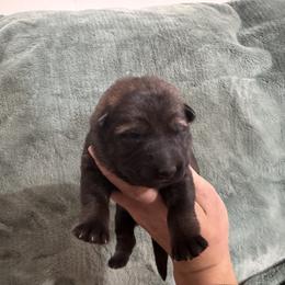White collar female sable - Sable female German Shepherd puppy in Bartlesville, Oklahoma from Guardian Working Shepherds