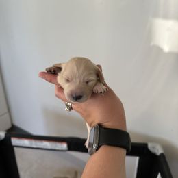 Girl 1 - Cream female Dachshund puppy in Las Animas, Colorado from J&D Dachsies