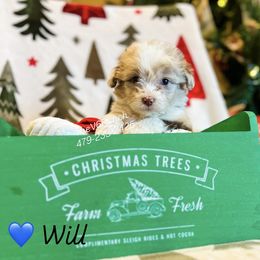 Will - Red merle male Aussiedoodle puppy in Sulphur Bluff, Texas from V6 Ranch Dogs