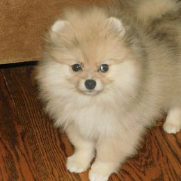 Pomeranians from Debbie Wilske