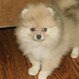 Pomeranians from Debbie Wilske