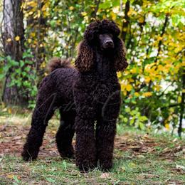 Lincoln - Poodle