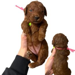 Dolly Parton - Red  female Goldendoodle puppy in Hot Springs, Arkansas from Hot Springs Kennels