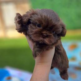 Echo - Liver female Shih Tzu puppy in Richmond, Texas from Aleka Shih Tzu
