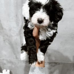 Aussiedoodle and Goldendoodle Puppies from Cosby Ranch Doodles