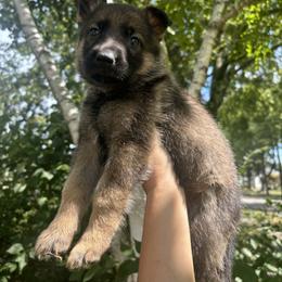 German Shepherd Puppies from Fancy GSDs