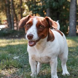 Jack Russell Terriers and Russell Terriers from Patch Wood Irish Jacks