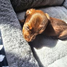 Max - Chocolate and tan male Dachshund puppy in Strong, Arkansas from Dachshunds R Us