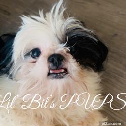 Willow - Black and white female Shih Tzu puppy in Walkertown, North Carolina from Lil’ Bit’s Shih Tzu