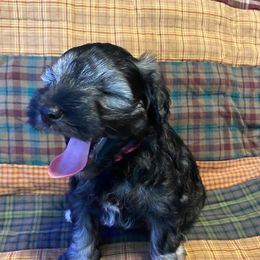 Yawnzee - Red Collar - Black and silver male Miniature Schnauzer puppy in Robstown, Texas from Alves Miniature Schnauzers