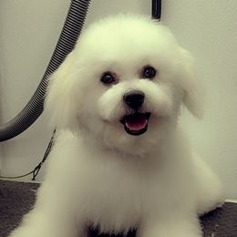 Romeo - Bichon Frise