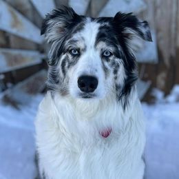Australian Shepherds from Prairie Paws Australian Shepherd