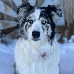Australian Shepherds from Prairie Paws Australian Shepherd