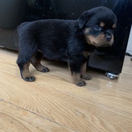 Rottweiler Puppies from Rottweiler Land