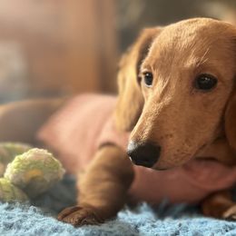 Lola - Piebald Dachshund puppy in Washington, Indiana from The Pupsqueakery