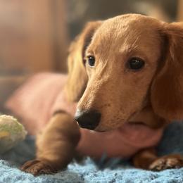 Lola - Piebald Dachshund puppy in Washington, Indiana from The Pupsqueakery